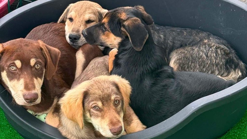 Câinii fără stăpân își caută o familie, la Timișoara
