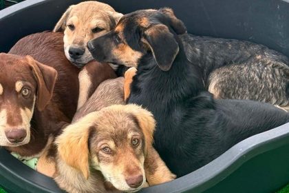 Câinii fără stăpân își caută o familie, la Timișoara