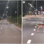 Doi pui de căprioară, surprinși în toiul nopții la Moșnița Nouă