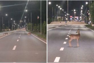Doi pui de căprioară, surprinși în toiul nopții la Moșnița Nouă