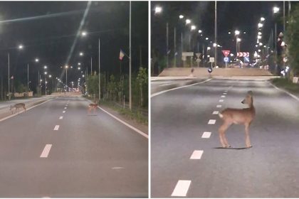 Doi pui de căprioară, surprinși în toiul nopții la Moșnița Nouă
