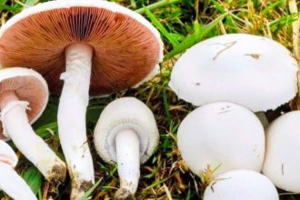 Ciupercile culese din pădure pot fi mortale. Avertismentul medicilor