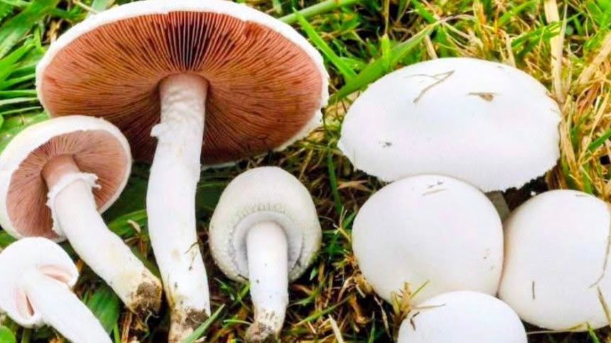 Ciupercile culese din pădure pot fi mortale. Avertismentul medicilor