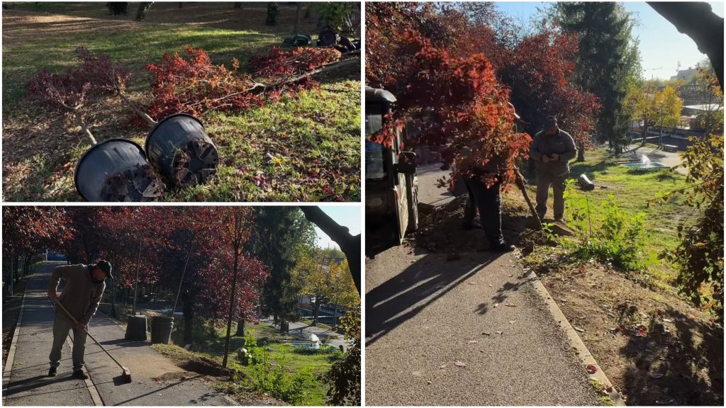 Aleea Îndrăgostiților din Timișoara va avea 22 de arbori noi