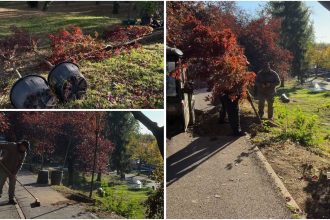 Aleea Îndrăgostiților din Timișoara va avea 22 de arbori noi