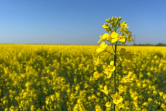 Pretul-rapitei-in-cadere-libera